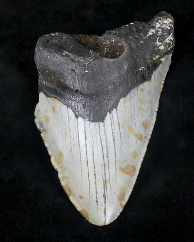Bargain Megalodon Tooth - Massive Tooth #20701